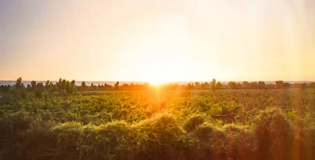 A sunset over the trees